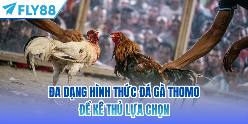 Đa dạng hình thức đá gà Thomo để kê thủ lựa chọn