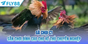 gà chọi c1